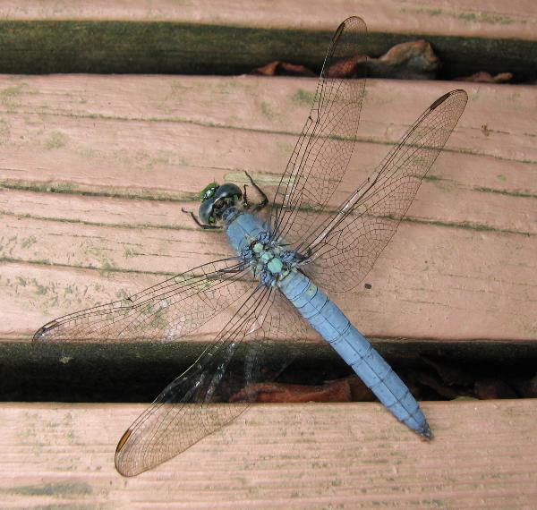 Photo of Erythemis collocata by Rosemary Taylor